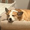 thriftycorgi143